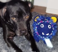 Cobor The Mighty, Maker: Zola