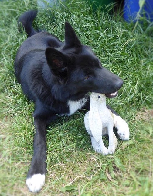 The Hellbeast with Luna, my moon-gazing hare garden ornament